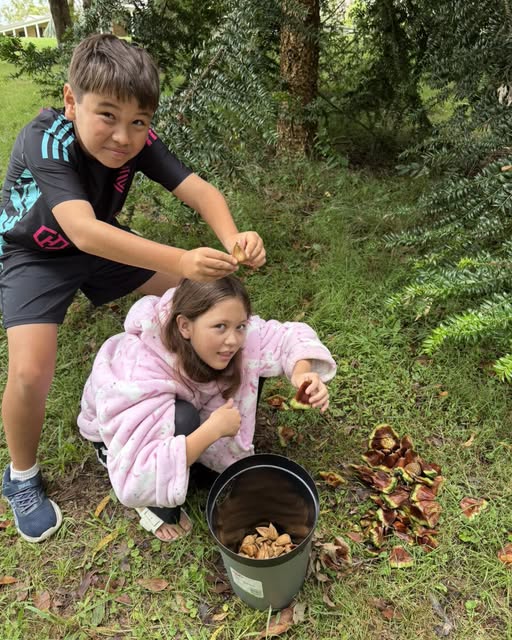 Bunya Nut Harvesting
